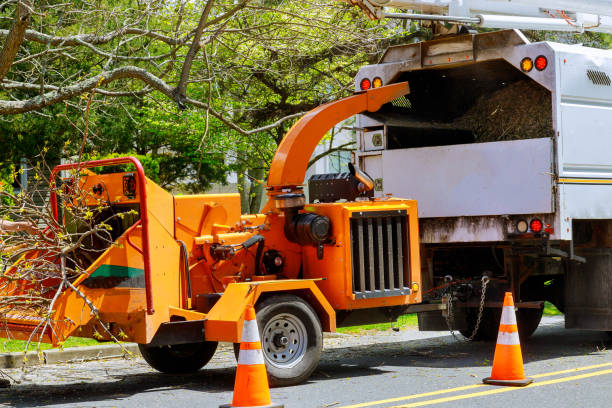 Best Tree Removal Services  in Graton, CA